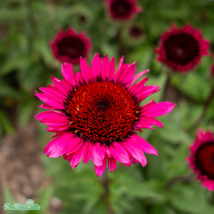 Echinacea 'Fatal Attraction' A-kval