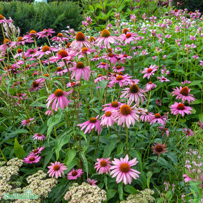 Echinacea purpurea 'Magnus' A-kval C3