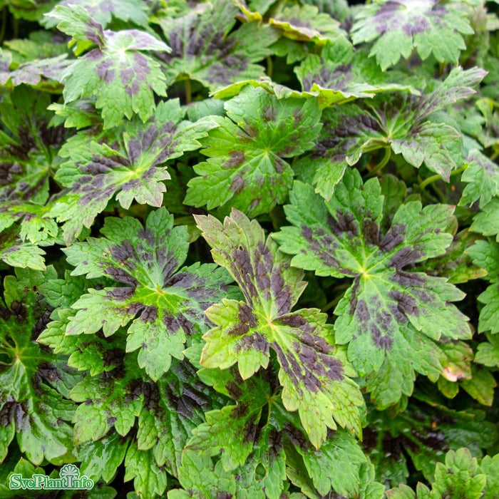 Geranium phaeum 'Samobor' A-kval