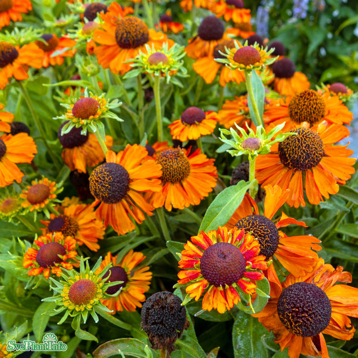 Helenium (Autumnale) 'Short And Sassy' A-kval