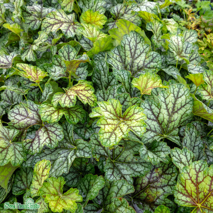 Heuchera 'Green Spice' A-kval