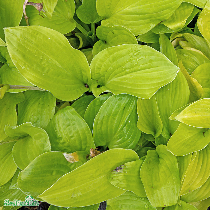 Hosta 'August Moon' A-kval