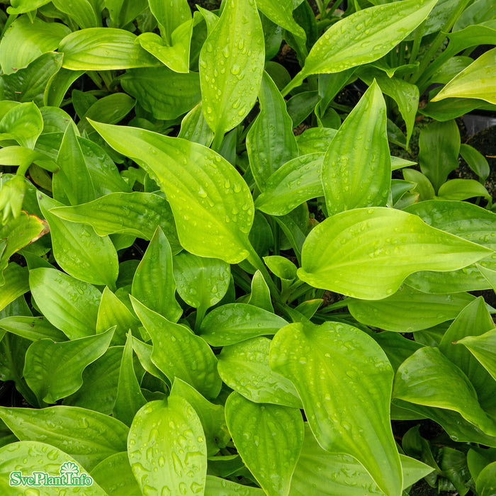 Hosta 'Royal Standard' A-kval