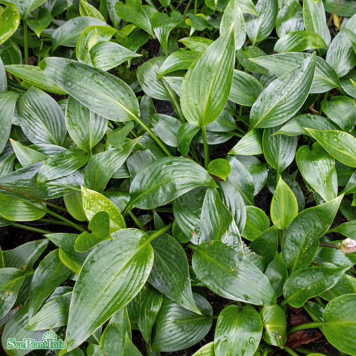 Hosta 'Devon Green' A-kval