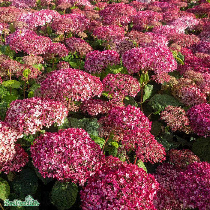 Hydrangea arborescens 'Invincibelle' Busk C5