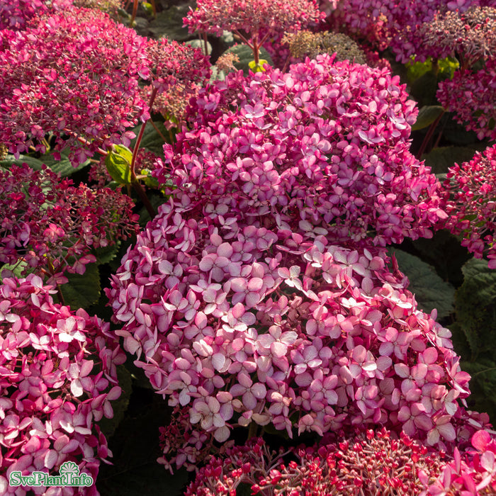 Hydrangea arborescens 'Invincibelle' Busk C5