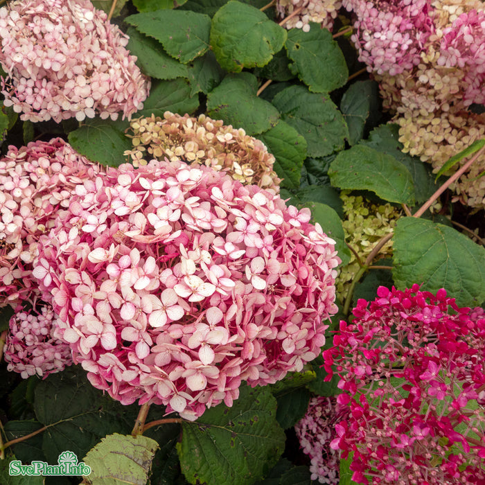 Hydrangea arborescens 'Invincibelle' Busk C5