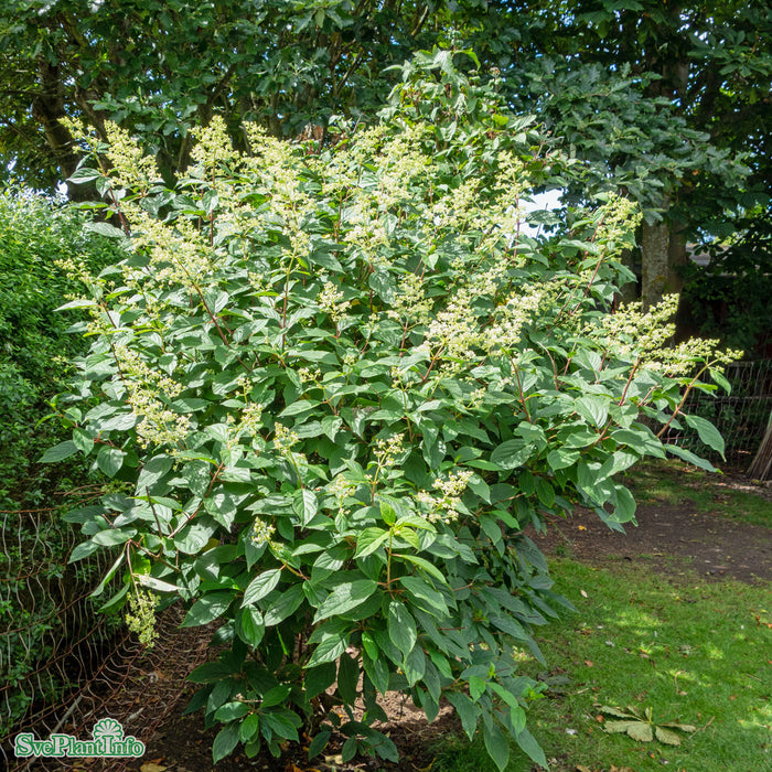 Hydrangea paniculata 'Mustila' Busk C5