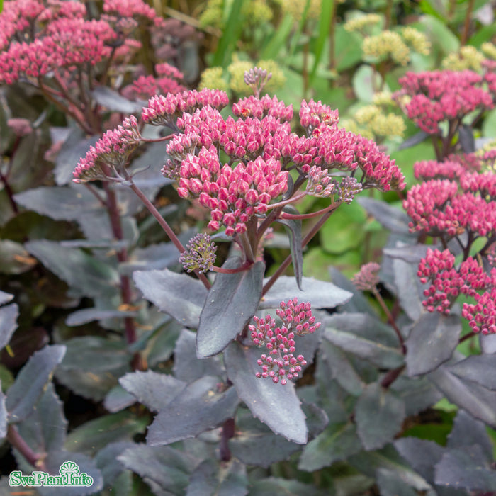 Hylotelephium 'José Aubergine' A-kval