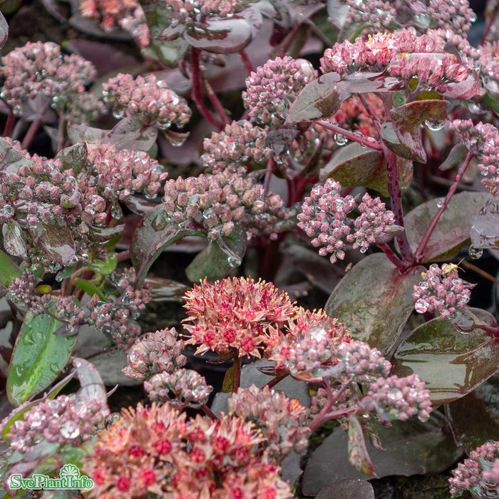 Hylotelephium 'José Aubergine' A-kval