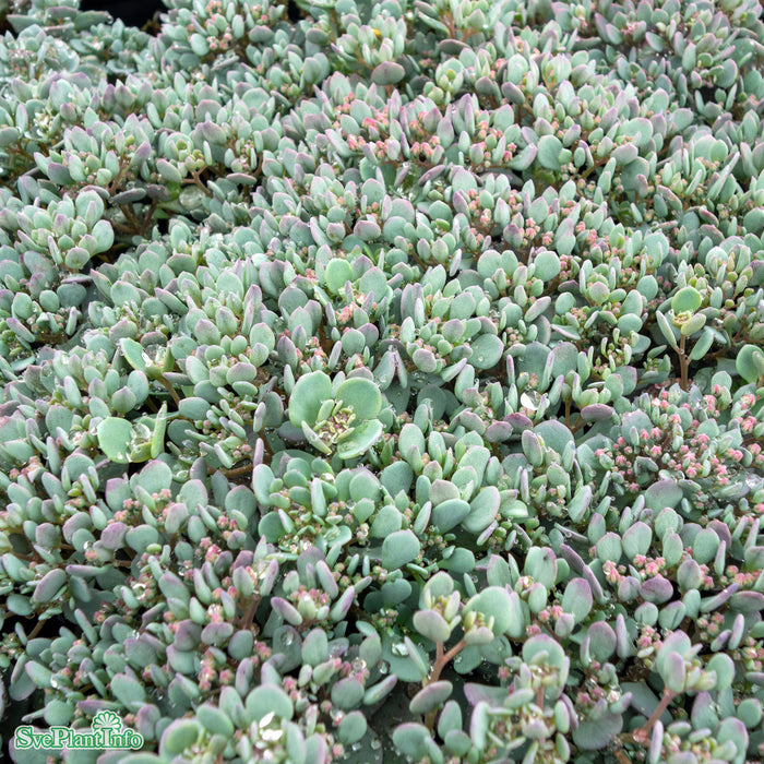 Hylotelephium cauticola A-kval