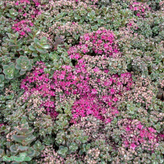 Hylotelephium cauticola A-kval