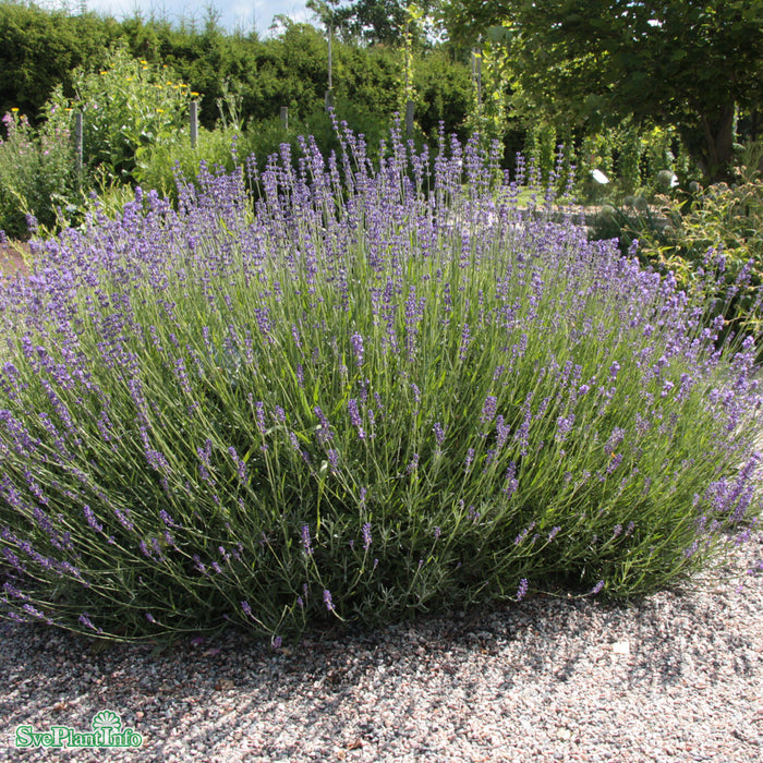 Lavandula angustifolia 'Munstead' A-kval C3