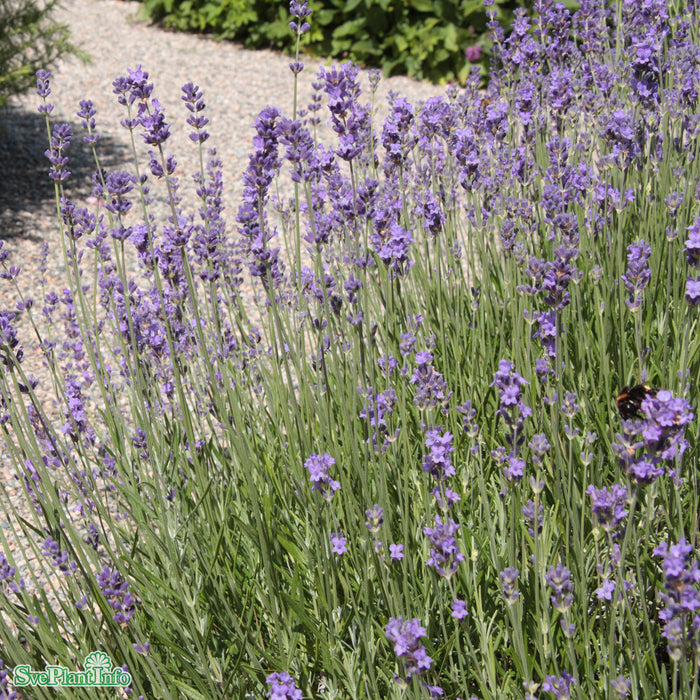 Lavandula angustifolia 'Munstead' A-kval C3