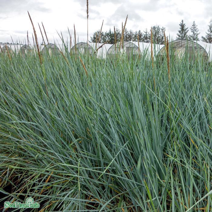 Leymus arenarius 'Blue Dune' A-kval