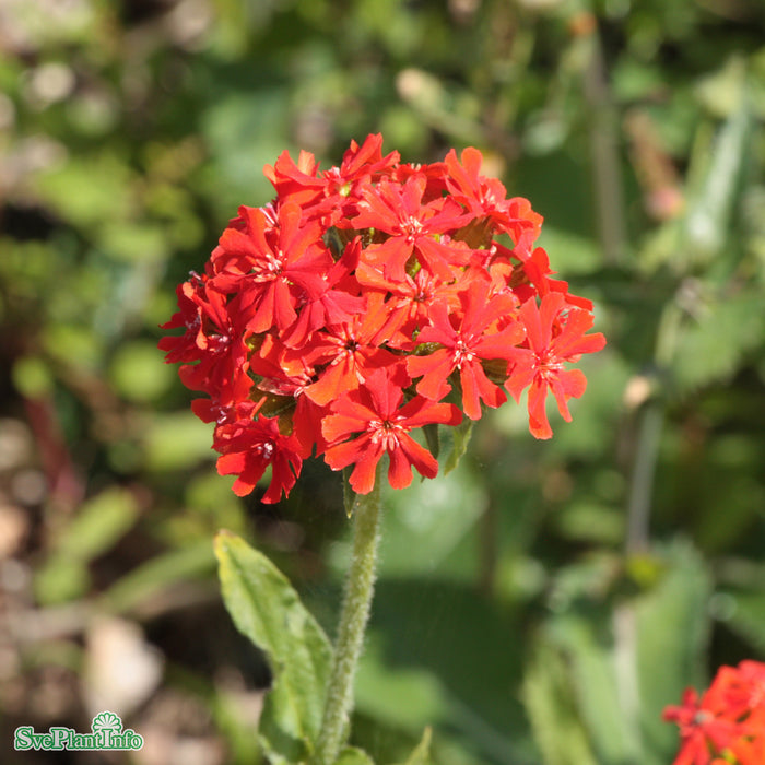 Lychnis chalcedonica A-kval