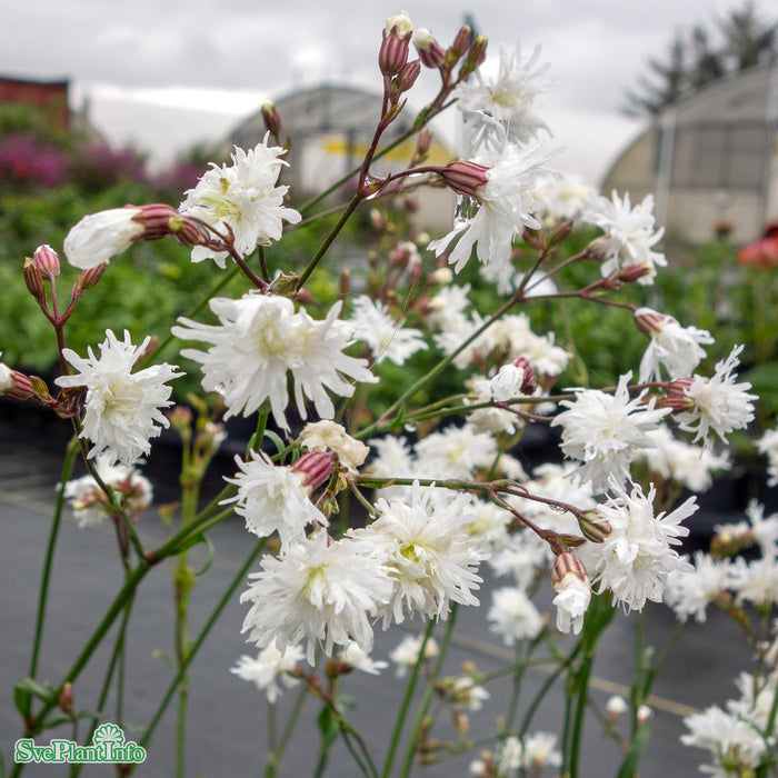 Lychnis flos-cuculi 'Petite Henri' A-kval