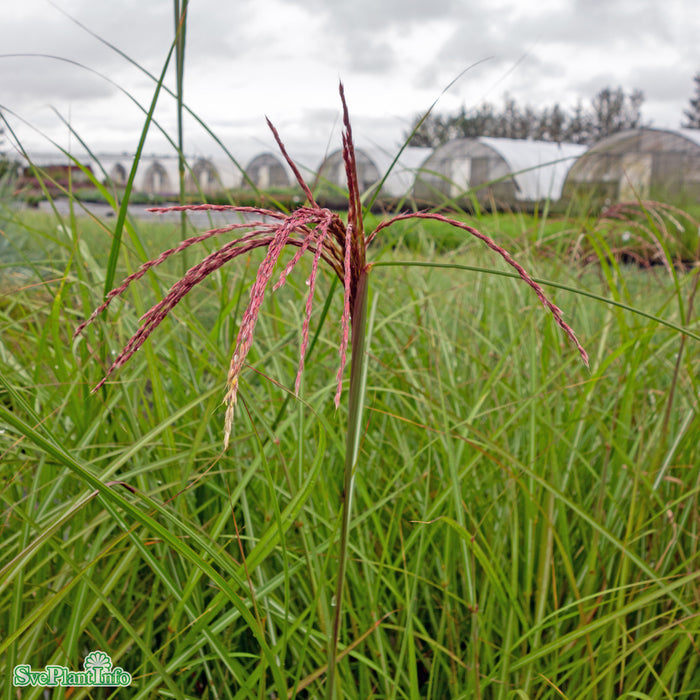 Miscanthus sinensis 'Red Chief' A-kval C2
