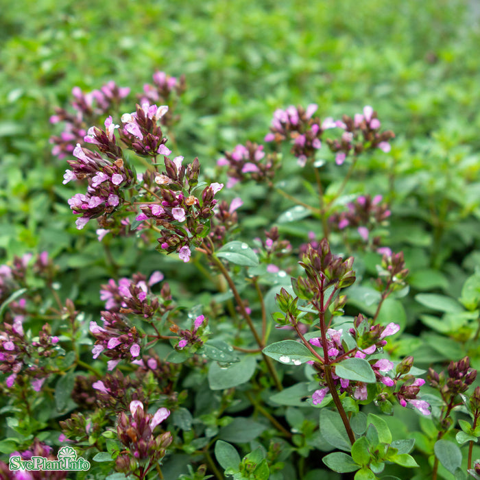 Origanum (Laevigatum-Gruppen) 'Herrenhausen' A-kval