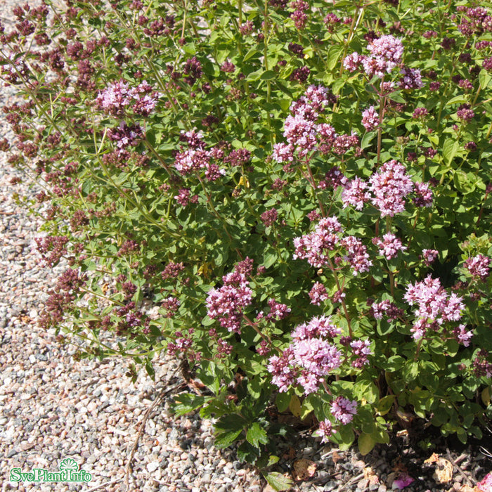 Origanum vulgare 'Compactum' A-kval