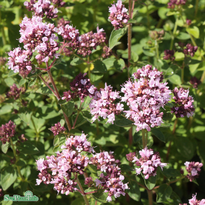 Origanum vulgare 'Compactum' A-kval
