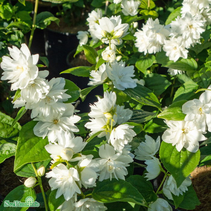 Philadelphus 'Minnesota Snowflake' C4,5 60-80cm