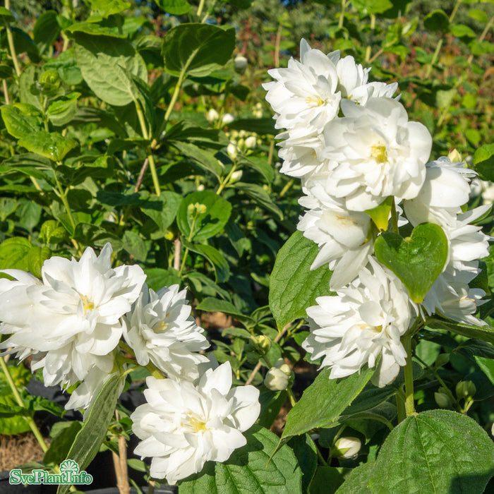 Philadelphus 'Minnesota Snowflake' C4,5 60-80cm