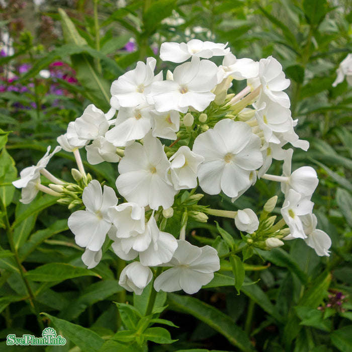 Phlox paniculata 'David' A-kval
