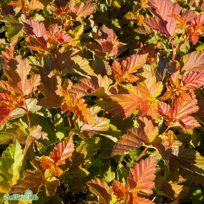 Physocarpus opulifolius 'Amber Jubilee' Busk C5
