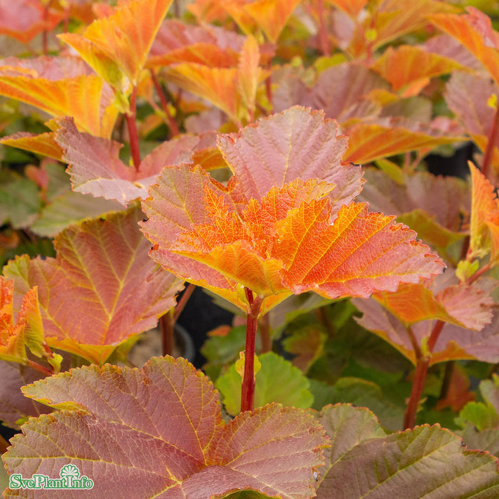 Physocarpus opulifolius 'Amber Jubilee' Busk C5