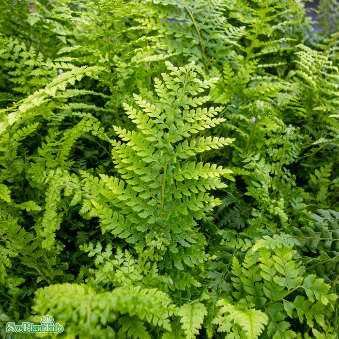 Polystichum setiferum A-kval