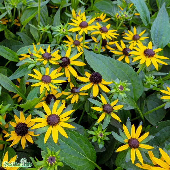 Rudbeckia fulgida 'Little Goldstar' A-kval