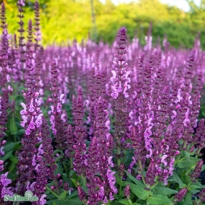 Salvia nemorosa 'Sensation Deep Rose' A-kval
