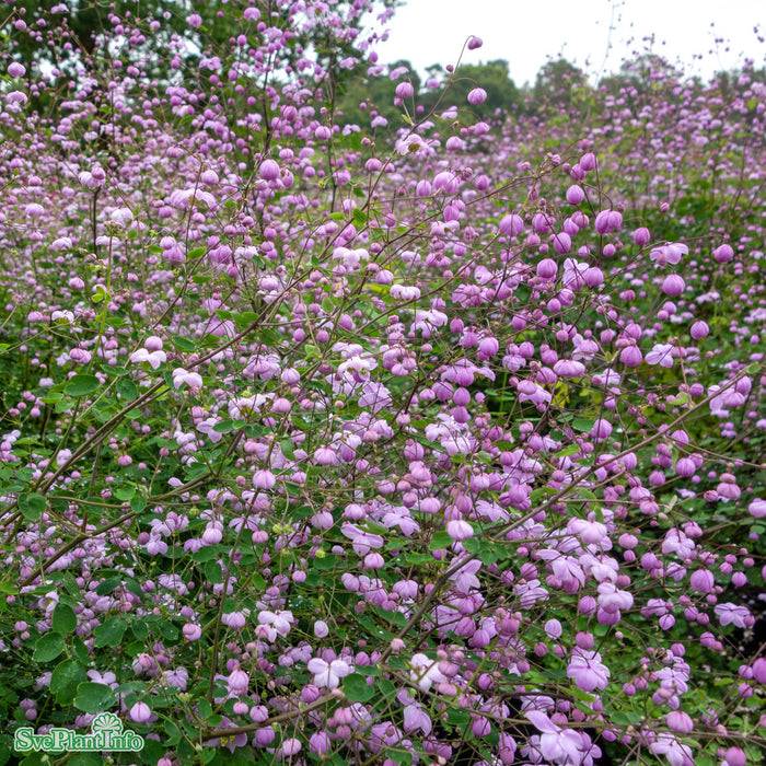 Thalictrum delavayi 'Splendide' A-kval