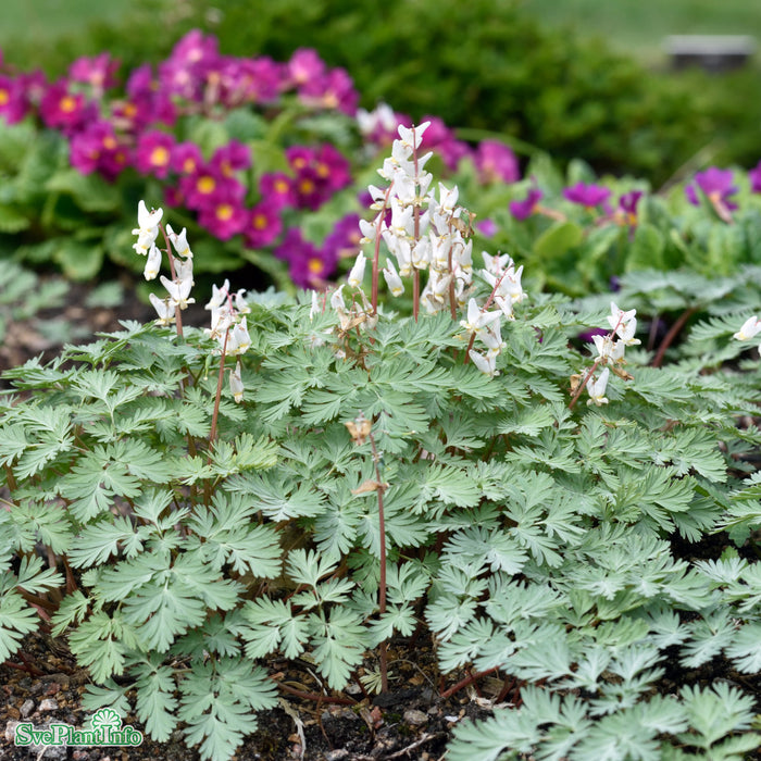 Dicentra cucullaria A-kval