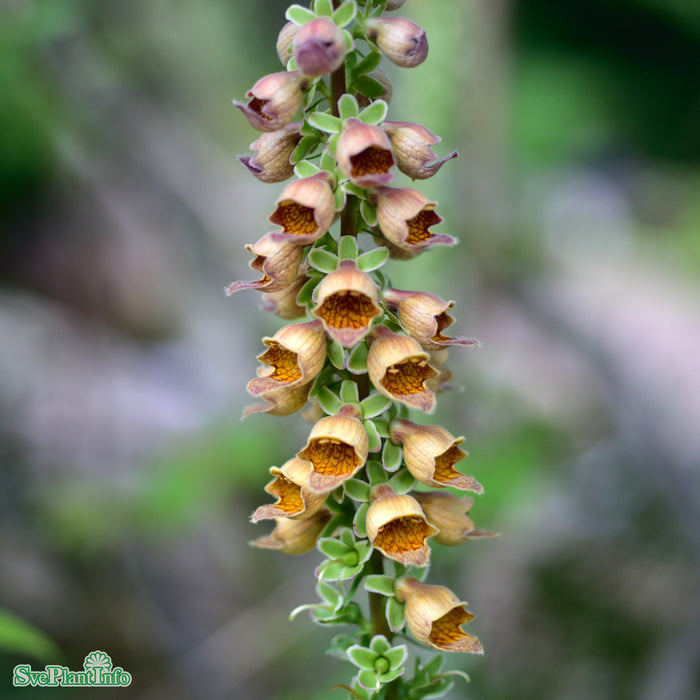 Digitalis ferruginea 'Gigantea' A-kval