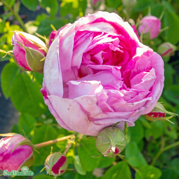 Rosa 'Blomsterhult' Rotäkta C3,5