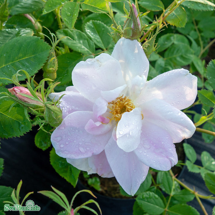 Rosa (Damascena) 'Svea' C3,5