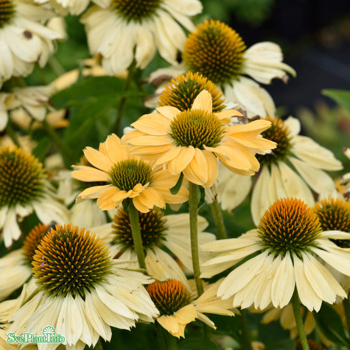 Echinacea 'Aloha' A-kval