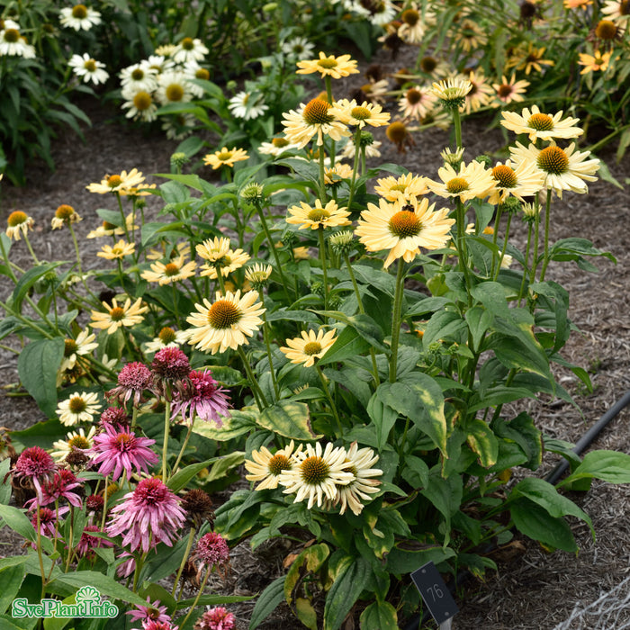 Echinacea 'Aloha' A-kval