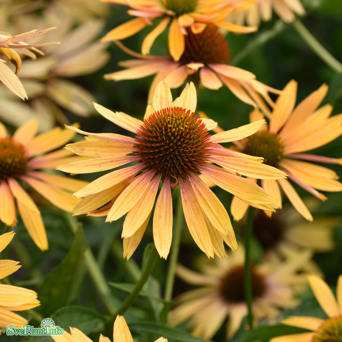Echinacea 'Big Kahuna' A-kval