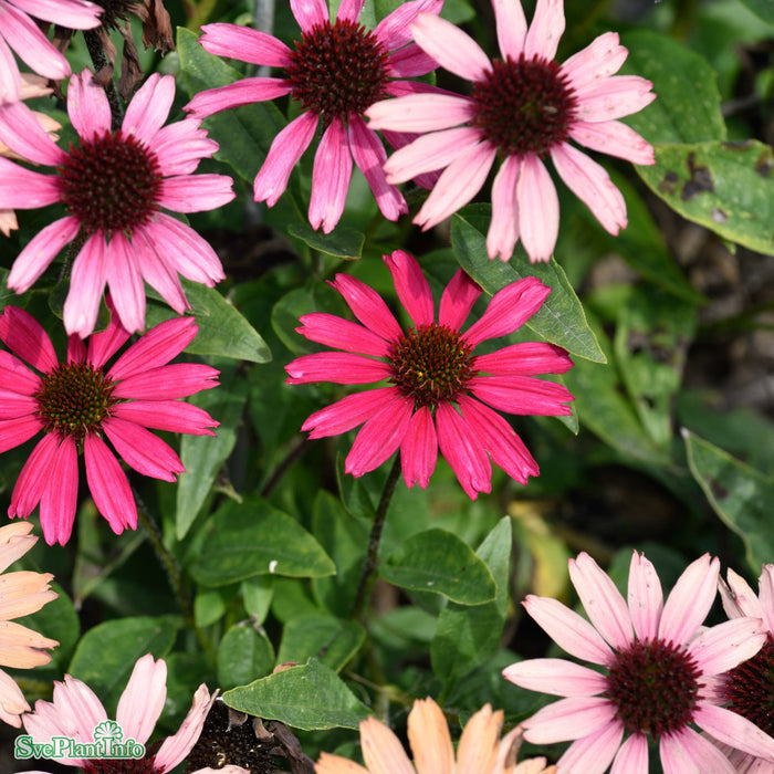 Echinacea purpurea 'Sensation Pink' A-kval C3