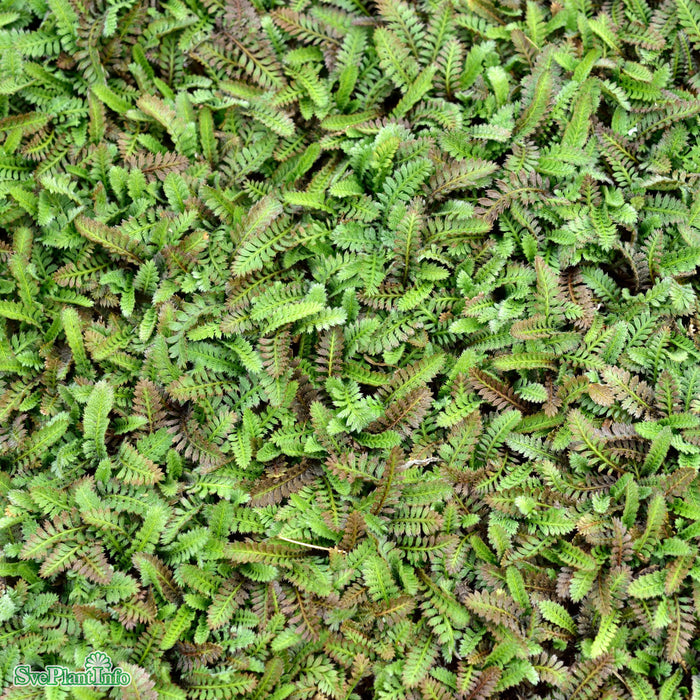 Leptinella squalida A-kval