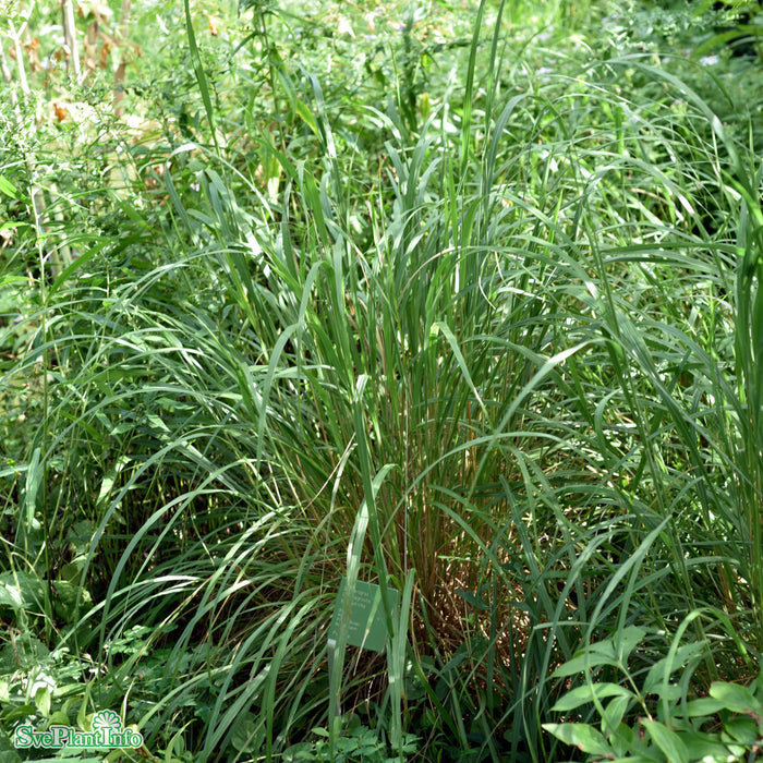 Calamagrostis brachytricha A-kval