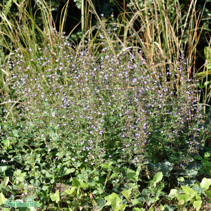 Calamintha nepeta 'Blue Cloud' A-kval