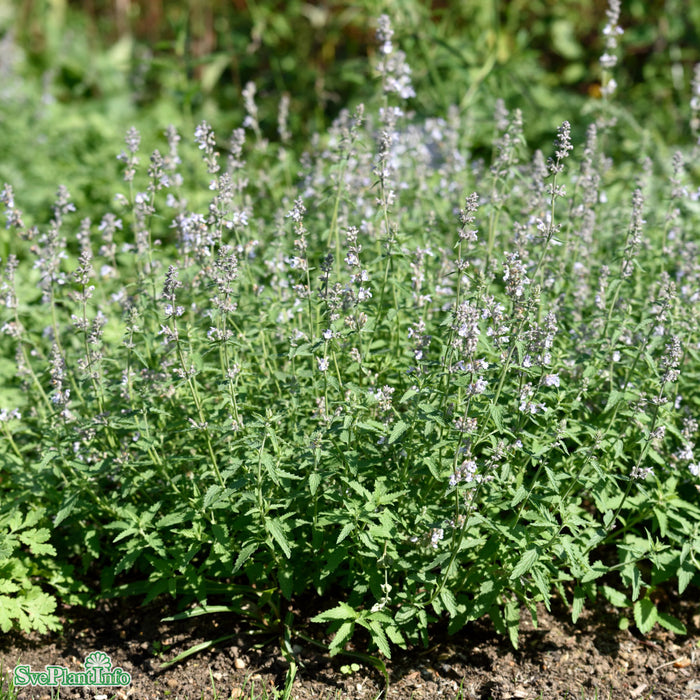 Calamintha nepeta A-kval
