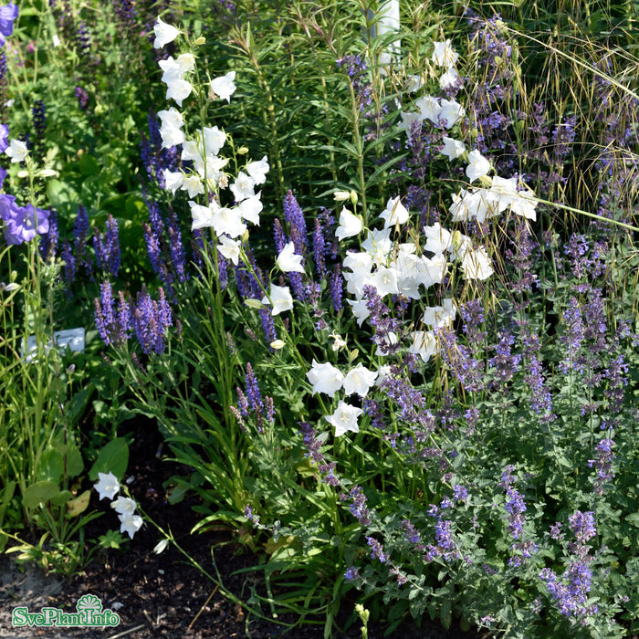 Campanula persicifolia 'Alba' A-kval