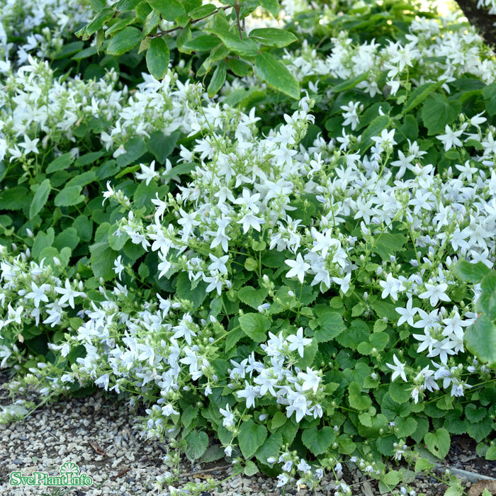 Campanula poscharskyana 'E. H. Frost' A-kval