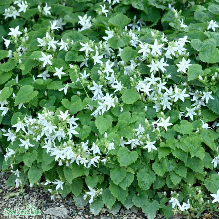 Campanula poscharskyana 'E. H. Frost' A-kval