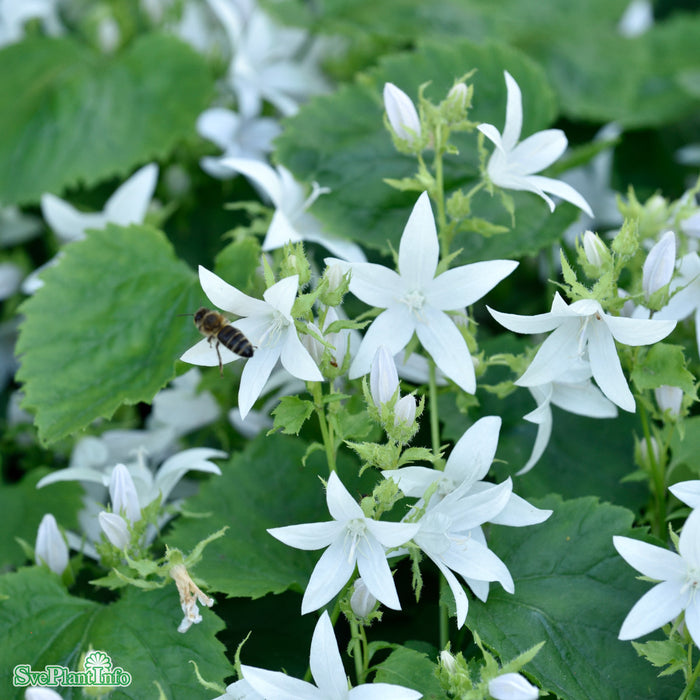 Campanula poscharskyana 'E. H. Frost' A-kval